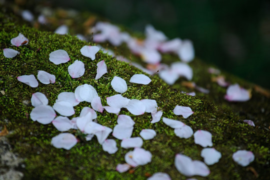 落樱花瓣和苔藓