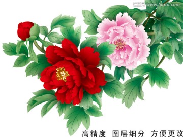 富貴牡丹