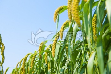 小米 谷子 谷子地 粮食