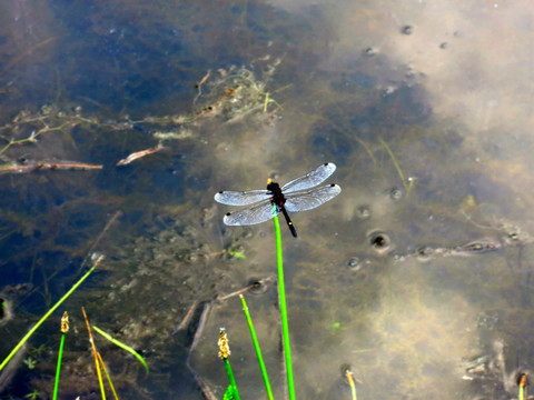水草上的蜻蜓
