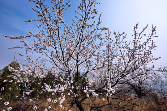 山野杏花