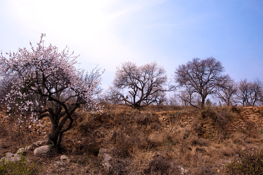 山野杏花