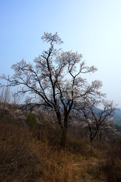 山野杏花