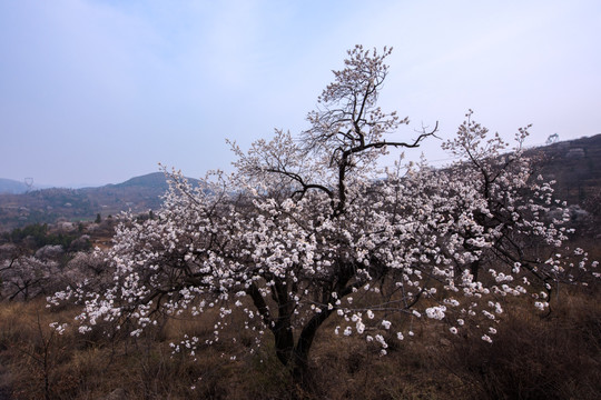 山野杏花