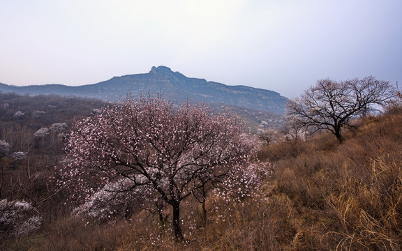 山野杏花