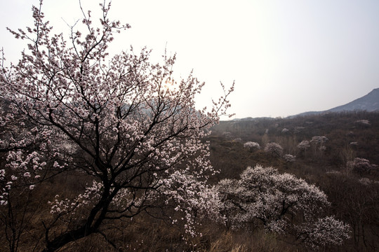 山野杏花