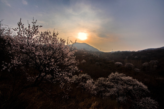 山野杏花