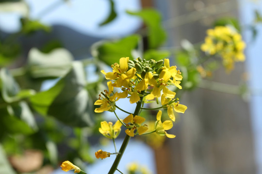 油菜花 黄花 菜花 花卉 植物