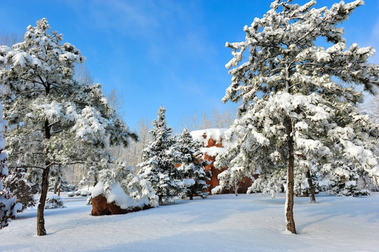 雪景