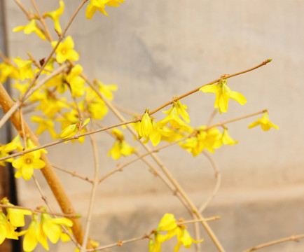 连翘花枝