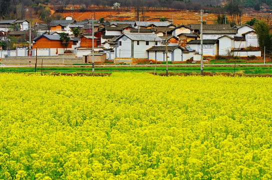 油菜田