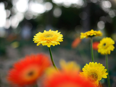 多束 黄菊花