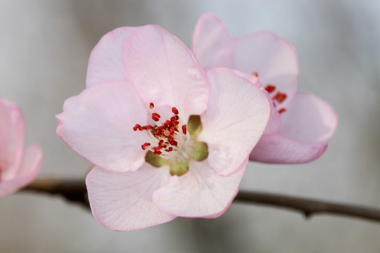 桃花 桃花特写