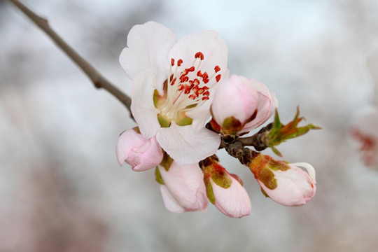 桃花盛开