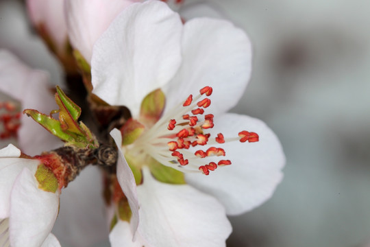 桃花盛开 花蕊