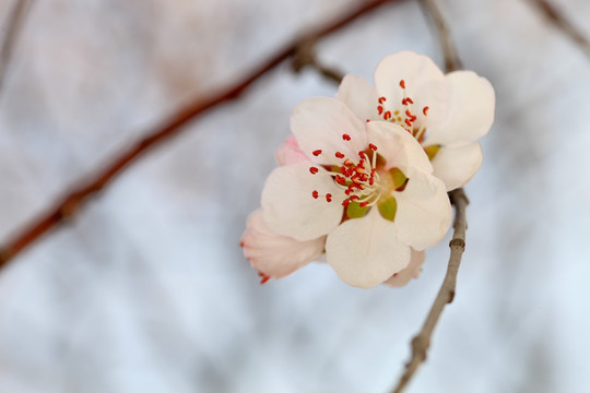 桃花 春暖花开