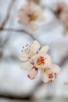 桃花 春暖花开