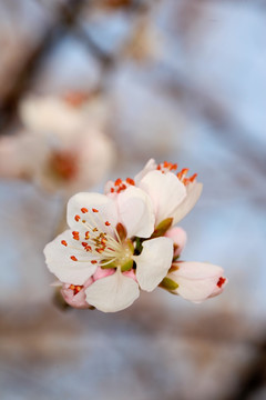 桃花 春暖花开