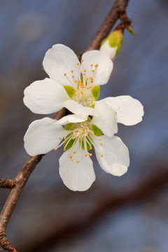 桃花盛开 花蕊