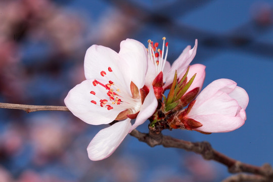 桃花盛开 花蕊