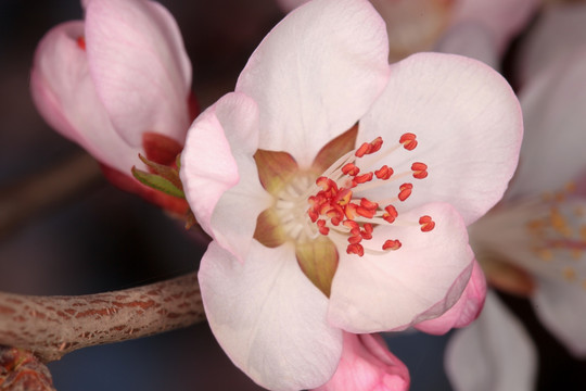 桃花盛开 花蕊