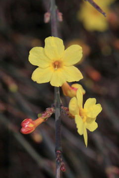 迎春花