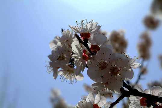 逆光下杏花花瓣花蕊