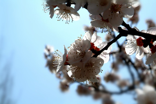 杏花透明花瓣