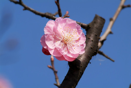 樱花绽放枝头