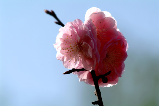 侧逆光透明樱花花瓣