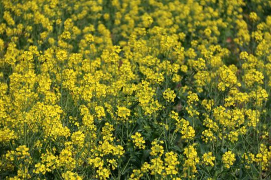 油菜花