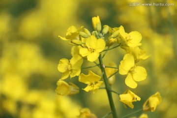 油菜花海