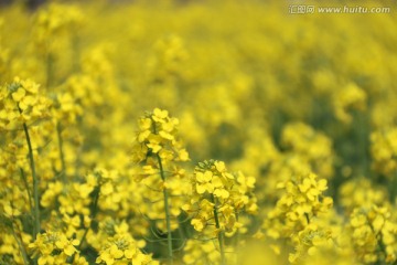 油菜花田