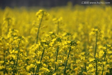 油菜花