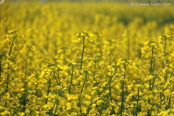 油菜花的世界