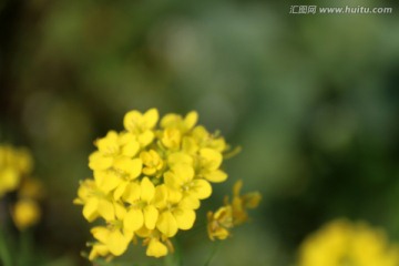 油菜花特写