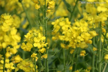 春暖花开