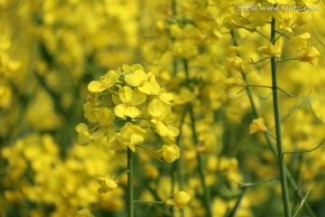 花草