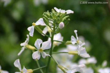 白色的小花