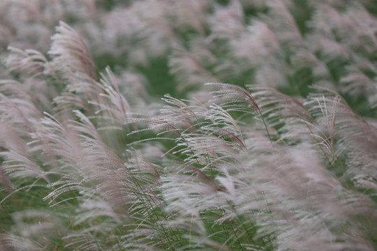 细叶芒