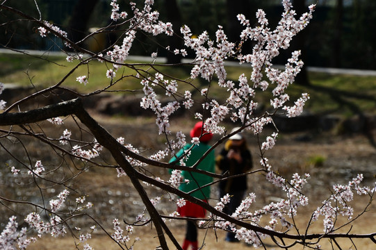 花枝与游客