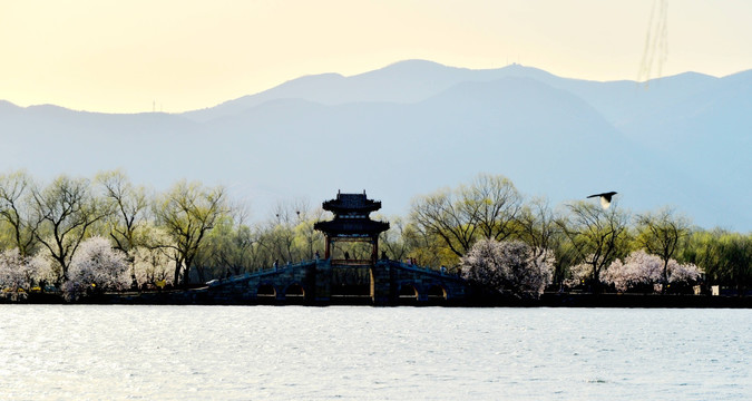 鲜花与颐和园西堤练桥