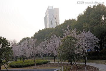 义乌文化园樱花树全景