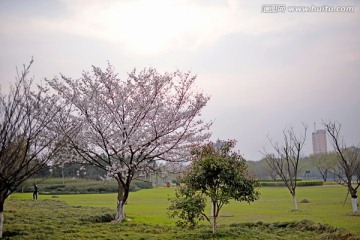 义乌江滨绿廊樱花园樱花全景