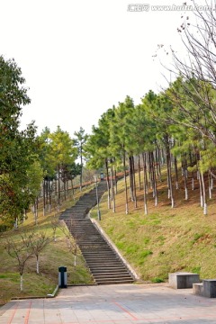 义乌鸡鸣山公园石阶树林全景