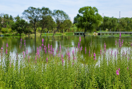 湖边野花