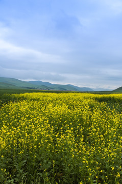 草原油菜花