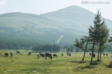 草原牧区清晨