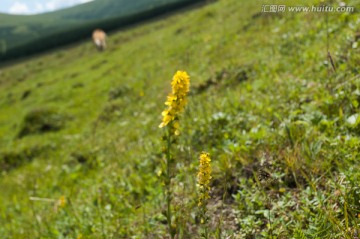 草原小花