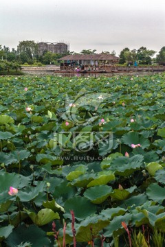 广州番禺莲花水乡